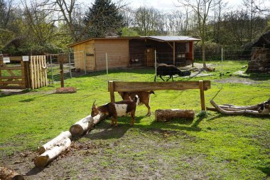 Çiftlikteki keçi ve koyunlar doğada ve macera parkında. Berlin, Almanya  