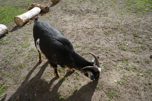 Chèvre Dans Cour Grange Sur Aire Jeux Pour Nature Aventure — Photo