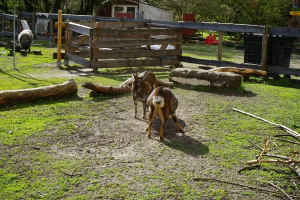 Geiten Schapen Schuur Een Natuur Avonturenspeeltuin Berlijn Duitsland — Stockfoto