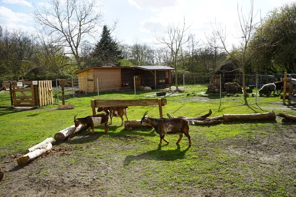 Cabras Ovelhas Celeiro Parque Natureza Aventura Berlim Alemanha — Fotografia de Stock