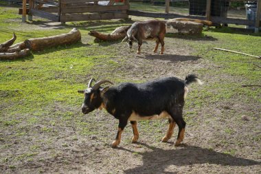 Çiftlikteki keçiler, doğa ve macera için bir oyun alanında. Berlin, Almanya 