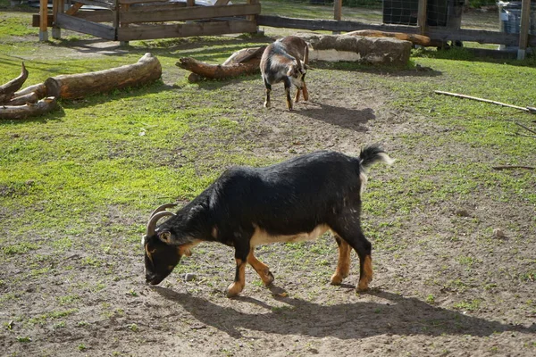 Chèvres Dans Basse Cour Dans Une Aire Jeux Pour Nature — Photo