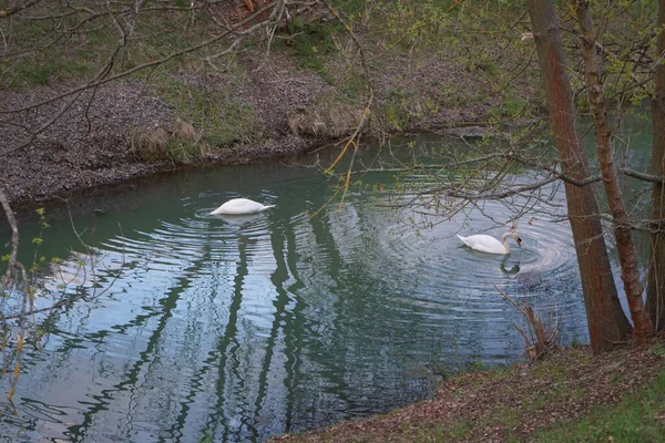 Piękne Białe Łabędzie Unoszą Się Rzece Wuhle Kwietniu Marzahn Hellersdorf — Zdjęcie stockowe