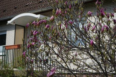 Koyu pembe Magnolia Nisan ayında bahçede çiçek açar. Marzahn-Hellersdorf, Berlin, Almanya 