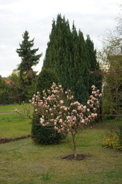 Açık pembe Manolya Nisan 'da bahçede çiçek açar. Marzahn-Hellersdorf, Berlin, Almanya 