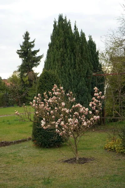 Magnolia Rosa Chiaro Fiorisce Aprile Nel Giardino Marzahn Hellersdorf Berlino — Foto Stock