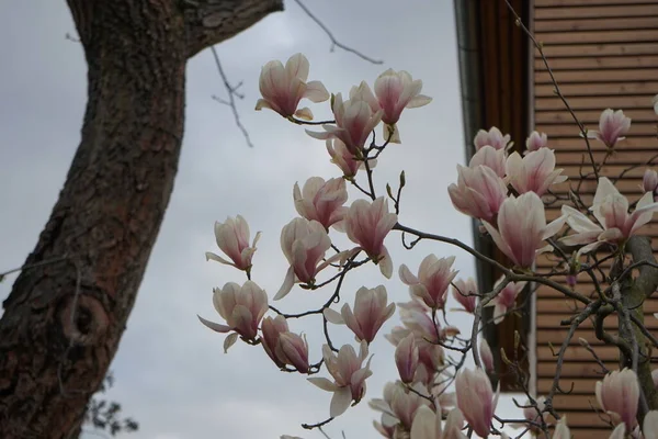 Jasnoróżowa Magnolia Kwitnie Kwietniu Ogrodzie Marzahn Hellersdorf Berlin Niemcy — Zdjęcie stockowe