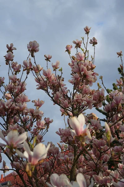 浅粉色的木兰花四月在花园里盛开 德国柏林Marzahn Hellersdorf — 图库照片