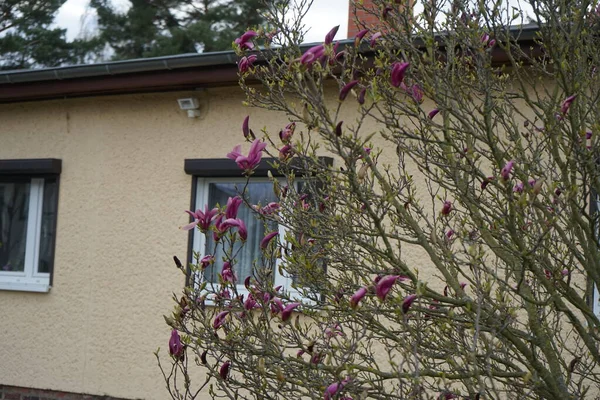 Dark Pink Magnolia Blooms Garden April Marzahn Hellersdorf Berlin Germany Stock Picture