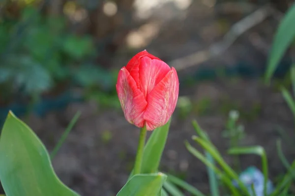 Red Tulip Garden Berlin Germany — Stock Photo, Image