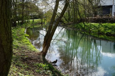 Wuhle nehrinin kıyısında dişi bir yaban ördeği. Berlin, Almanya 
