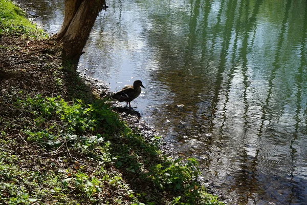 Female Mallard Banks Wuhle River Berlin Germany — Stock Photo, Image