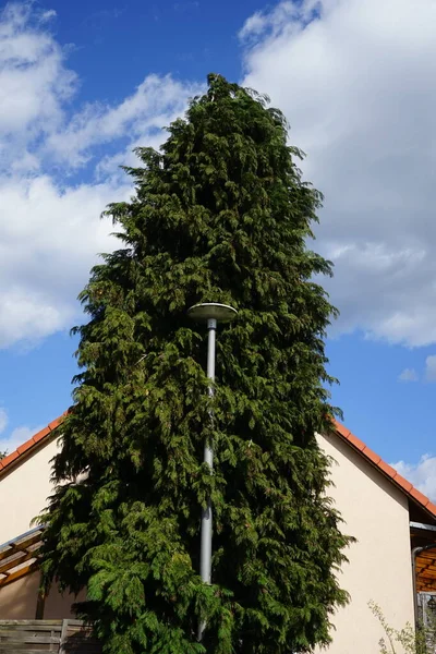 Réverbère Près Arbre Berlin Allemagne — Photo