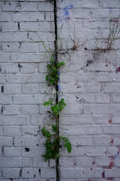Растения Пробиваются Сквозь Кирпичную Стену Берлин Германия — стоковое фото