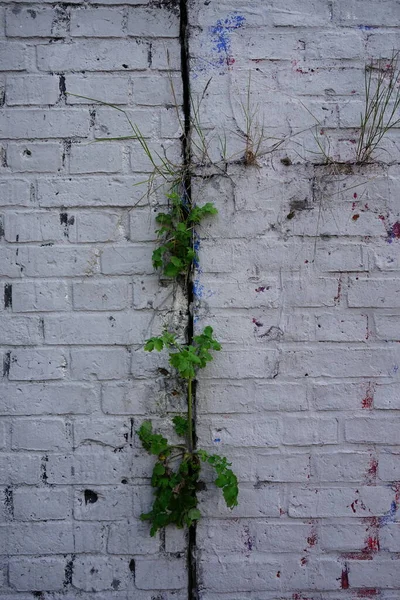 Plantas Atravessam Parede Tijolos Berlim Alemanha — Fotografia de Stock