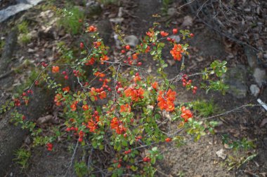 Chaenomeles, nisan ayında açan ve Rosaceae ailesine ait dikenli bir çalıdır.. 