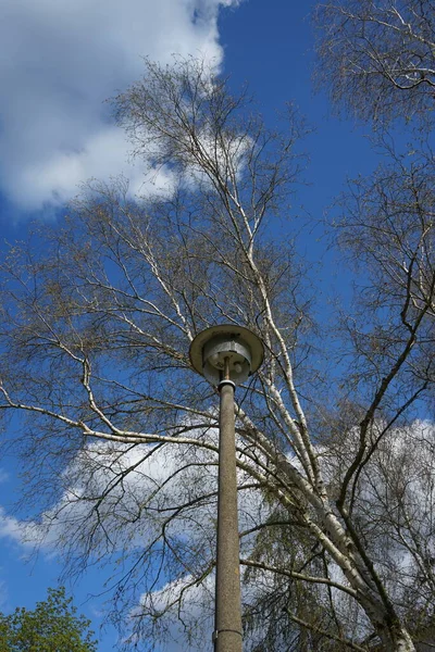 Λάμπα Δίπλα Στο Δέντρο Βερολίνο Γερμανία — Φωτογραφία Αρχείου