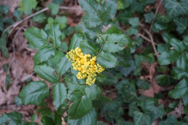 Mahonia aquifolium ya da Oregon üzümü, Berberidaceae familyasından bir bitki türü. Marzahn-Hellersdorf, Berlin, Almanya 