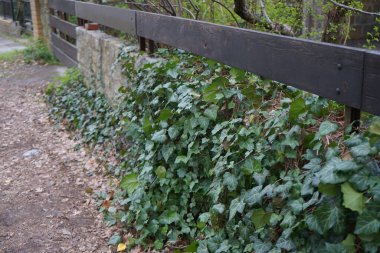 Çitte Hedera sarmalı var. Berlin, Almanya 