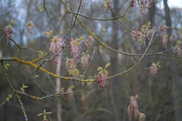 Acer Negundo Aîné Boîte Érable Boxeur Érable Manitoba Érable Feuilles — Photo