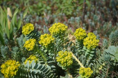 Nisan ayında bahçede Euphorbia myrsinitis çiçek açar. Berlin, Almanya 