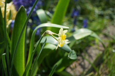 Nisan ayında bahçede minyatür nergis balığı vardı. Berlin, Almanya  