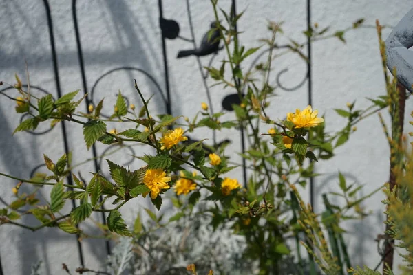 Kerria Japonica Blüht April Garten Kerria Japonica Allgemein Bekannt Als — Stockfoto