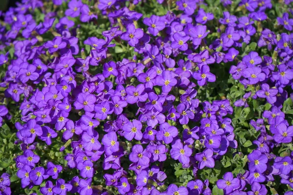 Aubrieta Cultorum Kitte Zahradě Dubnu Berlín Německo — Stock fotografie