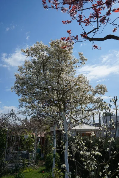 春には庭に木を咲かせます ドイツ ベルリン — ストック写真