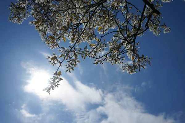 盛开的树在春天长满了羊驼 德国柏林 — 图库照片