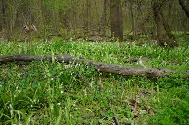 Nisan ayında Berlin Ormanı 'nda Allium paradoksu. Allium paradoksu, Amaryllis familyasından Asya kökenli bir soğan türüdür. Berlin, Almanya 