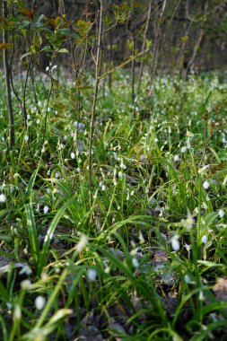 Nisan ayında Berlin Ormanı 'nda Allium paradoksu. Allium paradoksu, Amaryllis familyasından Asya kökenli bir soğan türüdür. Berlin, Almanya 