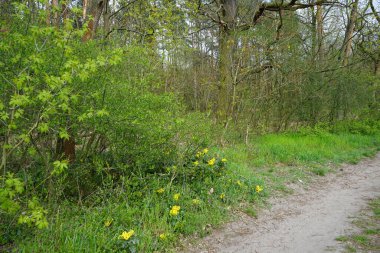  Berlin bahar ormanlarında bir patika. Kpenick, Berlin, Almanya  