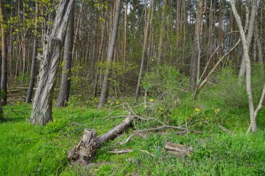 Baharda güzel bir Berlin ormanı. Berlin, Almanya  