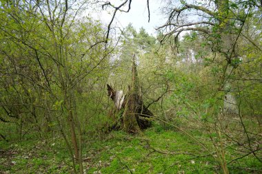 Baharda güzel bir Berlin ormanı. Berlin, Almanya  