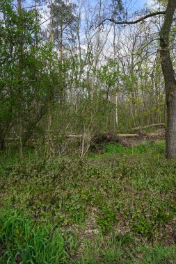 Baharda güzel bir Berlin ormanı. Berlin, Almanya  