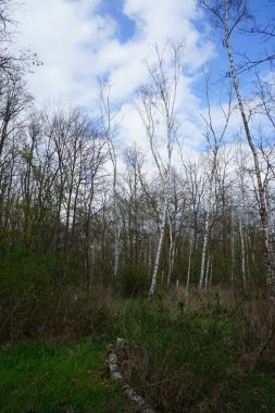 Baharda güzel bir Berlin ormanı. Berlin, Almanya  