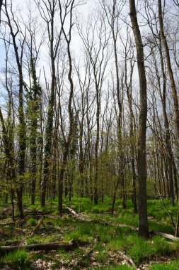 Baharda güzel bir Berlin ormanı. Berlin, Almanya  