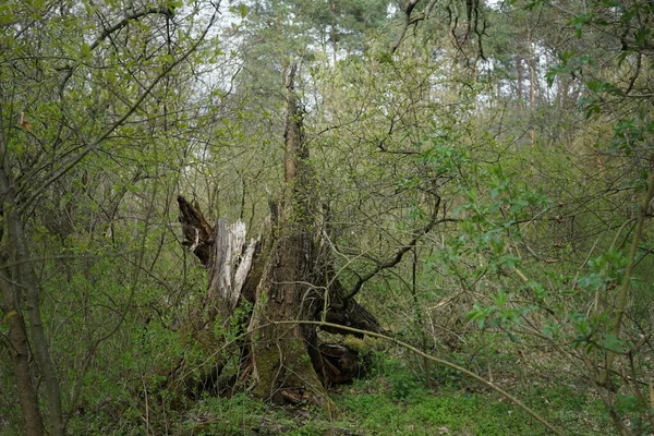 Schöner Berliner Wald Frühling Berlin Deutschland — Stockfoto