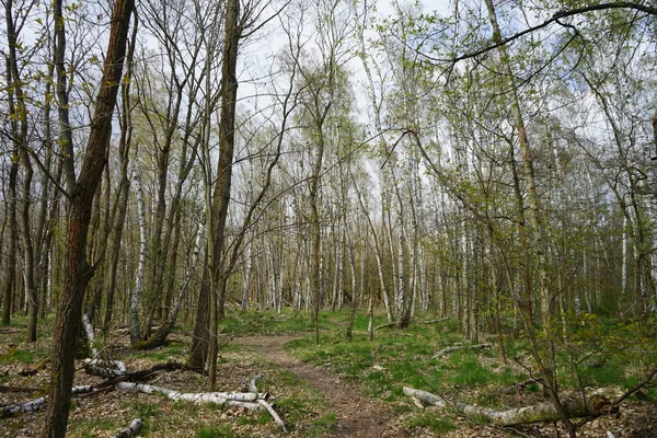 Sendero Bosque Primavera Berlín Berlín Alemania — Foto de Stock