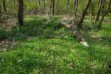 Nisan ayında Berlin ormanındaki Ficaria Verna. Ficaria verna, Ranunculus ficaria veya pilewort, Ranunculaceae familyasından bir çiçek bitkisidir. Berlin, Almanya