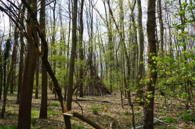 Baharda güzel bir Berlin ormanı. Berlin, Almanya  