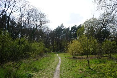 Berlin bahar ormanlarında bir patika. Berlin, Almanya   