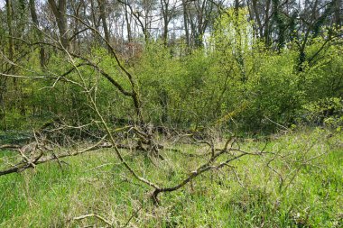 Baharda güzel bir Berlin ormanı. Berlin, Almanya  