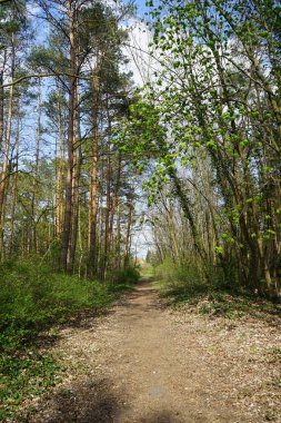 Berlin bahar ormanlarında bir patika. Berlin, Almanya   