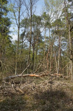 Baharda güzel bir Berlin ormanı. Berlin, Almanya  