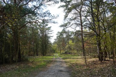 Berlin bahar ormanlarında bir patika. Berlin, Almanya   