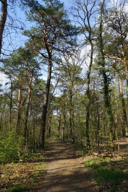 Berlin bahar ormanlarında bir patika. Berlin, Almanya   