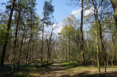 Berlin bahar ormanlarında bir patika. Berlin, Almanya   