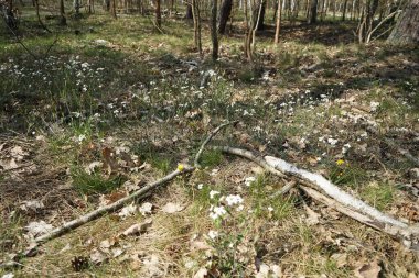 Baharda güzel bir Berlin ormanı. Berlin, Almanya  